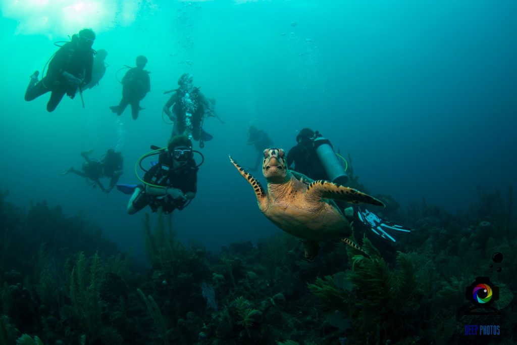 Diving with Duna Divers: your front-row seat to Roatán’s underwater world
