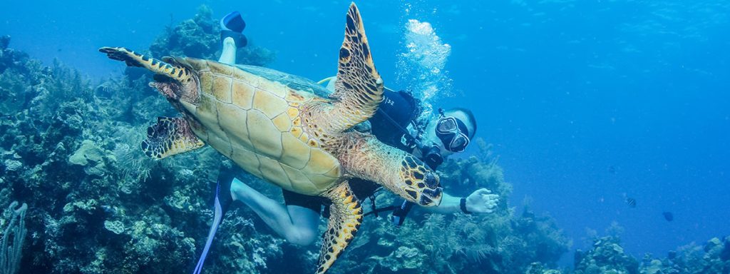 The best places to dive in Roatán