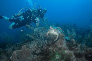 Diving in Roatan: A Unique experience in the Caribbean